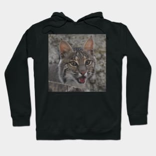 Bobcat Hoodie